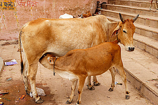 母牛,幼兽,瓦拉纳西,印度