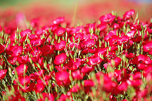 红花,浅,景深