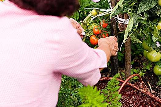 园艺,女人,收获,新鲜,西红柿,花园,晴天