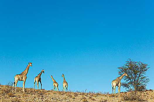 南方,长颈鹿,漫游,牧群,卡拉哈里沙漠,卡拉哈迪大羚羊国家公园,南非,非洲