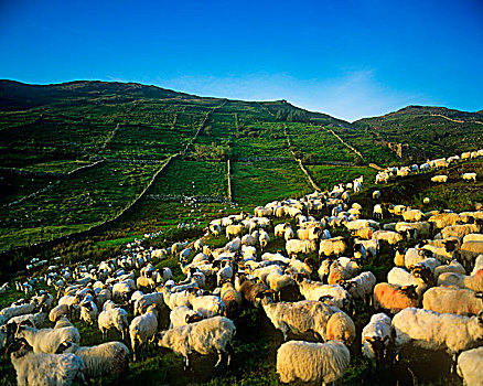 羊群,土地,戈尔韦郡,爱尔兰
