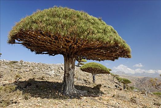 血,树,索科特拉岛,世界遗产,也门