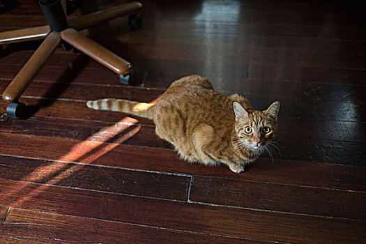 俯拍,猫咪照片,实木地板,在家