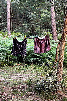 衣服,树林