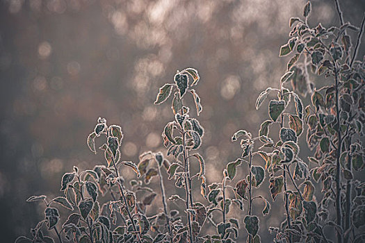 冰冻,植物,早晨,日出,冬天,霜,叶子,太阳