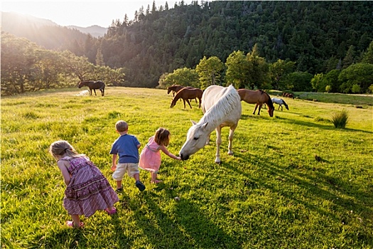 孩子,放养,马,草场,牧场,北加州