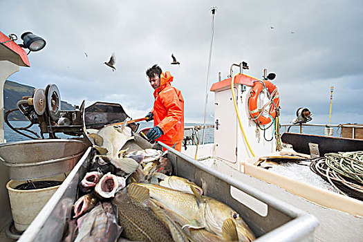 渔民,工作,鲜鱼,前景