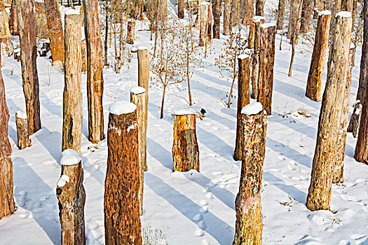 野马古生态园雪景硅化木
