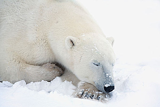 北极熊,闭眼,宁和,睡觉,丘吉尔市,曼尼托巴,加拿大