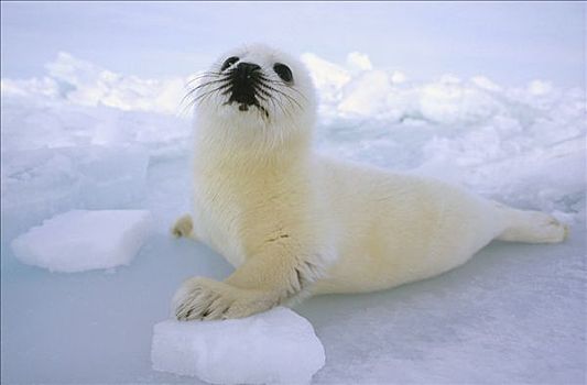 鞍纹海豹,琴海豹,幼仔,保护色,冰原,圣劳伦斯湾,加拿大
