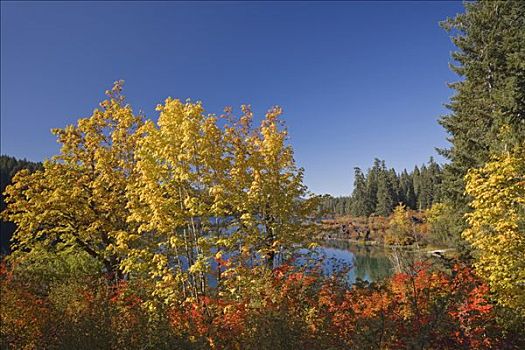 秋天,树,湖,清晰,威勒米特国家公园,俄勒冈,美国
