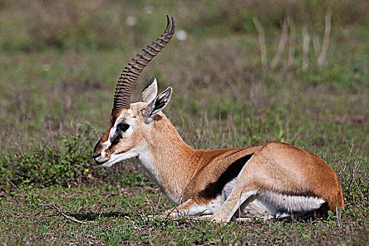 非洲,坦桑尼亚,瞪羚,恩戈罗恩戈罗,保护区