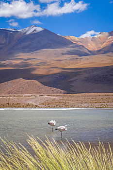 火烈鸟,高原,泻湖,玻利维亚
