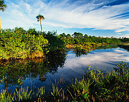 美国,佛罗里达,梅里特岛,国家野生动植物保护区,红树林,湿地生境,大幅,尺寸