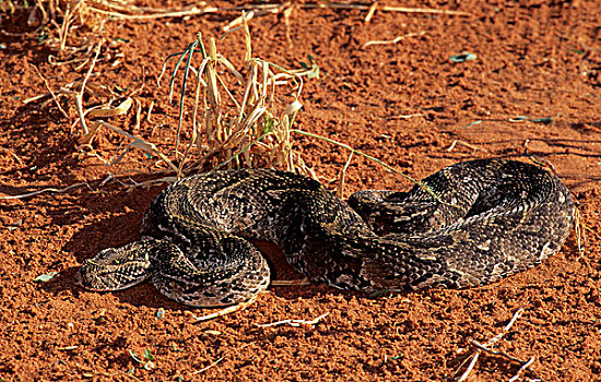蝰蛇,卡拉哈迪大羚羊国家公园,卡拉哈里沙漠,南非,非洲