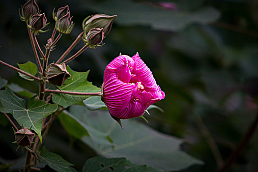 美丽的芙蓉花,木芙蓉,拒霜花,木莲,地芙蓉,华木