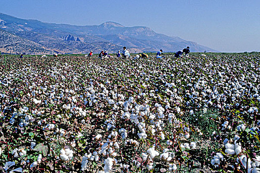土耳其,爱琴海,海岸,省,棉花,丰收