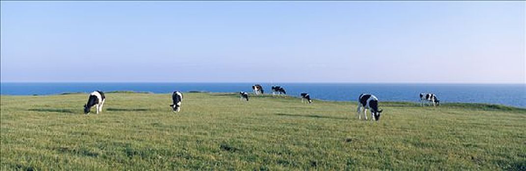 母牛,放牧,草地,海洋,背景