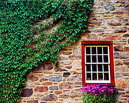 常春藤,石墙,紫花,下方,红色,白色,窗户
