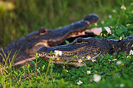 美国短吻鳄,大沼泽地国家公园,佛罗里达