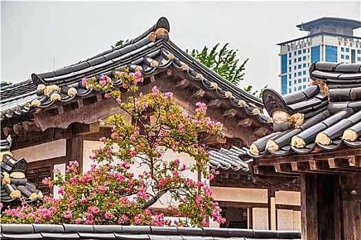 传统,老,韩国,建筑,树,花