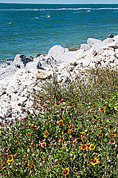 花,石头,海滩,基韦斯特,佛罗里达,美国