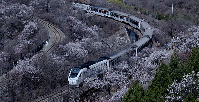 一列火车从北京居庸关长城脚下的花海中驶过