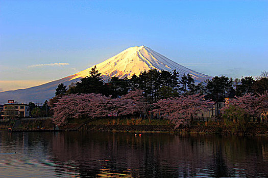 富士山