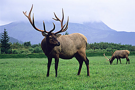两个,麋鹿,公牛,放牧,草,草地,阿拉斯加野生动物保护中心,波蒂奇,阿拉斯加