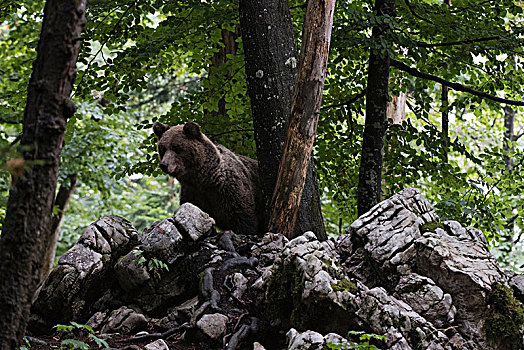 欧洲,棕熊,俯视,石头,树林,斯洛文尼亚