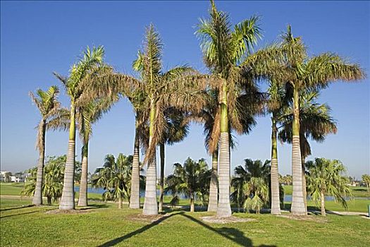 棕榈树,地点,迈阿密,佛罗里达,美国