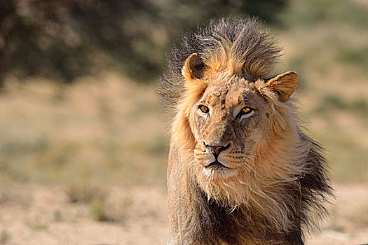 狮子,头像,卡拉哈迪大羚羊国家公园,北开普,南非,非洲