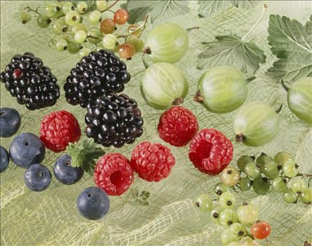 浆果,绿色,网,醋栗,黑莓,树莓