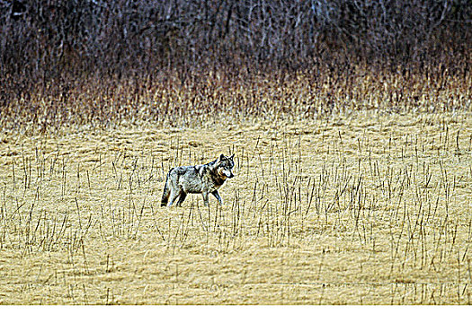 狼,罗伯逊山省立公园,不列颠哥伦比亚省,加拿大