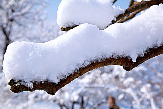 大雪后树梢上的白色雾凇特写