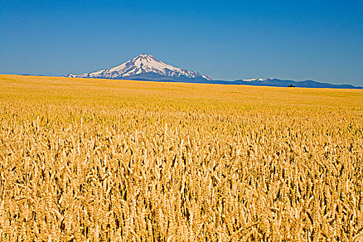 麦田,胡德山,背景,俄勒冈,美国