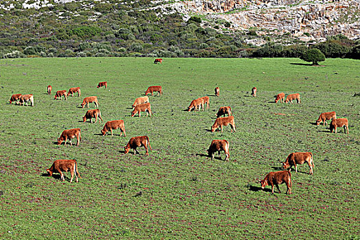 母牛,草场,安达卢西亚,南方,西班牙