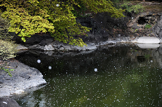 日本东京国立博物馆日本樱花