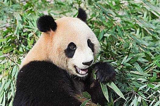 大熊猫,成年,喂食,竹子,中国,研究中心,成都,四川,亚洲