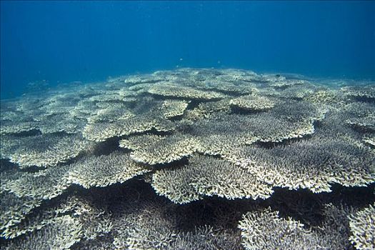 珊瑚礁,遮盖,石头,珊瑚,菲律宾,太平洋