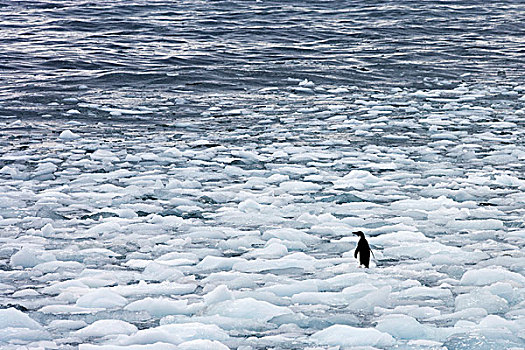 阿德利企鹅,冰,浮冰,南极半岛,南极