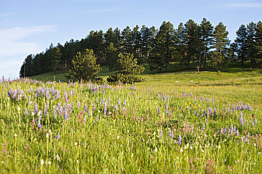 白尾鹿,草原,野花,山麓,大,雪山,靠近,蒙大拿