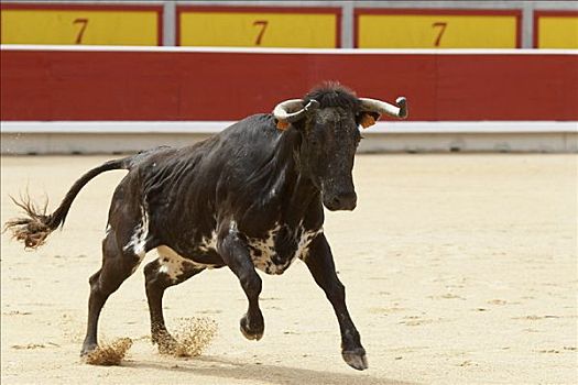 公牛,节日,潘普洛纳,西班牙