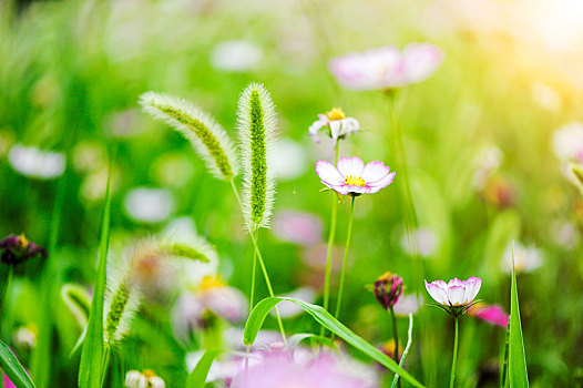 狗尾巴花,花卉,植物,小野花