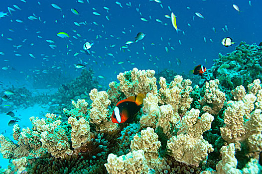 珊瑚礁,岛屿,密克罗尼西亚,太平洋