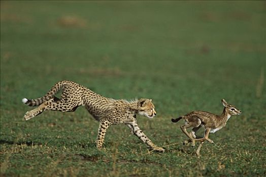 印度豹,猎豹,幼兽,追逐,汤氏瞪羚,马赛马拉国家保护区,肯尼亚