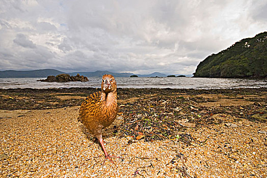 短翼秧鸡,成年,觅食,海滩,沿岸,岛屿,斯图尔特岛,新西兰