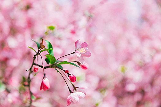 春天开满樱花的枝头