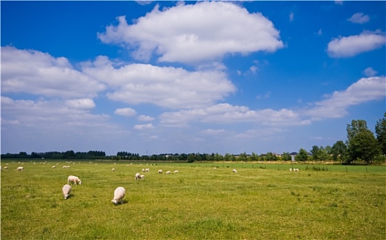 草场,放牧,绵羊,云