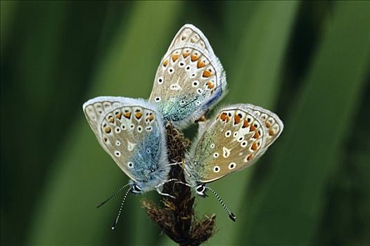 蓝灰蝶,交配,一对,雄性